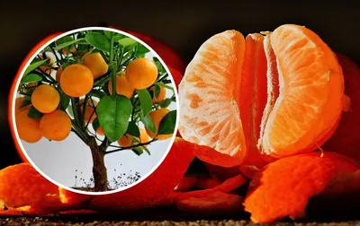 Как вырастить мандарины в горшке - простая инструкция | РБК Украина