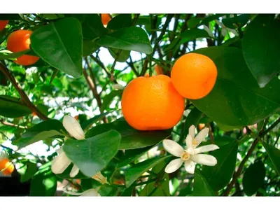 Мандарин комнатный - Citrus reticulata. Уход за мандариновым деревом, видео