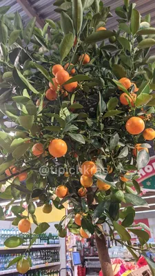 В Краснодаре продают деревья с мандаринами за 50 тыс. рублей - Новости Сочи