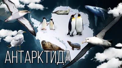 Материк Антарктида: Самый холодный континент на Планете Земля | Интересные  факты про Антарктиду - Zoo - Планета Земля