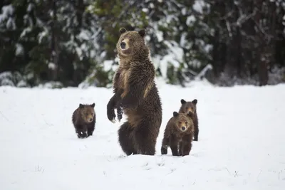 На Аляске выбрали самого толстого медведя | РБК Стиль