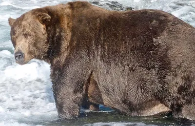 Латвийцев просят не кормить медведя ради фото в соцсетях - 29.03.2022,  Sputnik Латвия