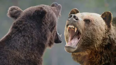 Лучшее обоняние в мире — у медведей гризли