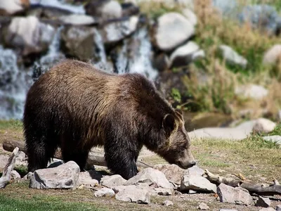 Как увидеть медведя гризли в Анкоридже