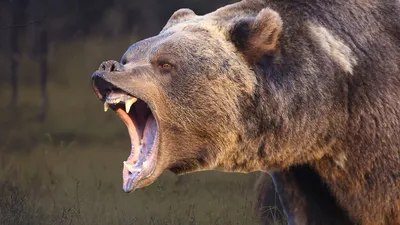 Медведь гризли - интересные факты - YouTube