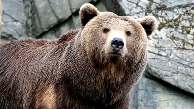 Фигурка Papo Медведь гризли 50153, 14 см — купить в интернет-магазине по  низкой цене на Яндекс Маркете