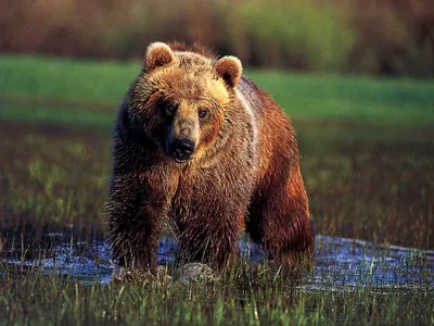 Far Cry 5 - где найти медведя гризли - GuidesGame