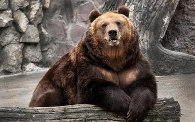 Что будет, если смешать белого медведя и гризли? Вот ответ - Питомцы Mail.ru
