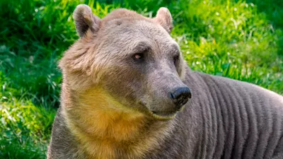 медведь гризли, медведь гризли, медведь, животное png | PNGWing