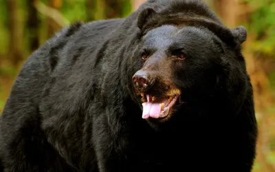 Медведь гризли: обитание, размер и вес животного, образ жизни