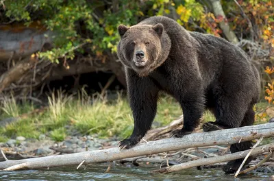 Фигурка - Медведь Гризли, размер 5 х 7 х 11 см. от Schleich, 14685k -  купить в интернет-магазине ToyWay.Ru