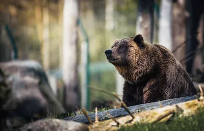 SCHLEICH\" Фигурка 58 Самка медведя гризли с детенышем 42473 купить за  1425,00 ₽ в интернет-магазине Леонардо