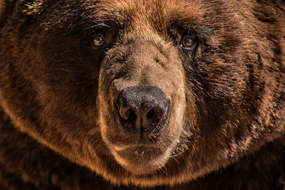 10 поступков медведя гризли, которые выглядят неприлично для многих  зоологов | Приключения натуралиста | Дзен