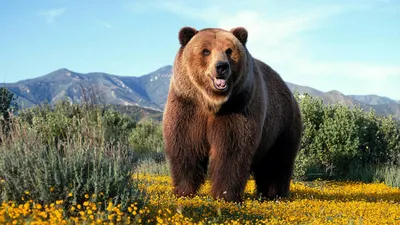 Картинки Бурые Медведи Медведи Животные Гризли | Fotos de osos, Animales  salvajes, Fotos de animales bebé