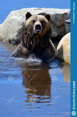 медведь гризли, также известный как медведь серебристый Стоковое  Изображение - изображение насчитывающей ñ‡ðµñ€ð½ñ‹ð¹, ð°ð½ð³ñ ñ‚ñ€oð¼ð°:  219806481