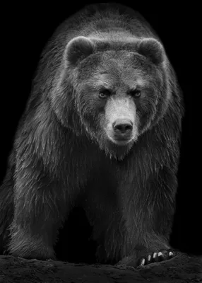 Медведь на заставку телефона - 33 фото