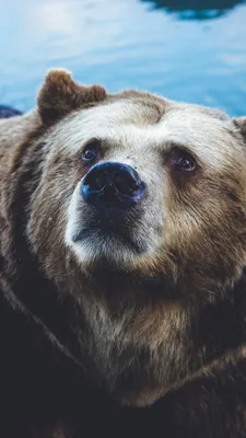 Обои бурый медведь, белый медведь, Гризли, гигантская панда, медведь для  iPhone 6S+/7+/8+ бесплатно, заставка 1080x1920 - скачать картинки и фото