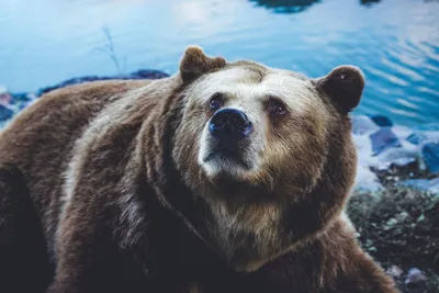 Обои бурый медведь, белый медведь, Гризли, гигантская панда, медведь -  картинка на рабочий стол и фото бесплатно