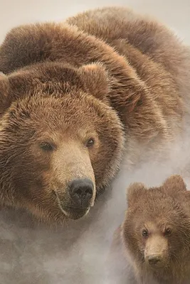 большой бурый медведь и маленький медвежонок в тумане | Бурый медведь,  Медведь, Бурые медведи