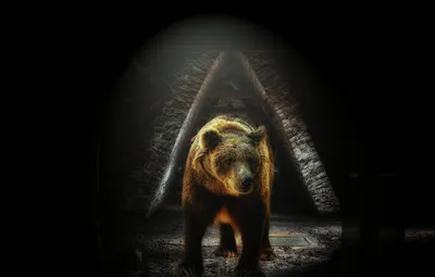 Обои фон, медведь, зверь картинки на рабочий стол, раздел животные - скачать
