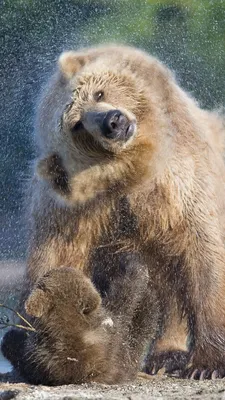 Обои белый медведь, бурый медведь, Гризли, медведь, наземные животные для  HD Samsung Galaxy S3/J3/J4/J5, Meizu M5, Sony Xperia L1/L2 бесплатно,  заставка 720x1280 - скачать картинки и фото