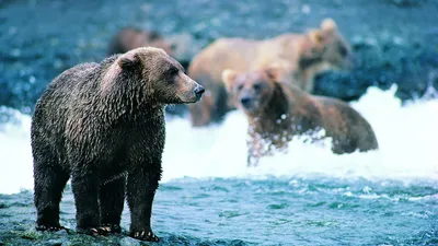 Обои Медведи в реке, картинки - Обои для рабочего стола Медведи в реке фото  из альбома: (животные)