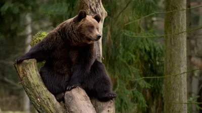 Бурый медведь на дереве - обои для рабочего стола, картинки, фото