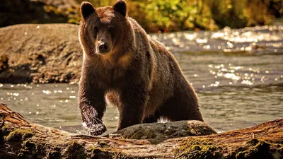 Медведь на заставку - 50 фото