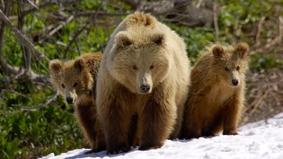Обои Медвежата, Братья, Три медведя на рабочий стол