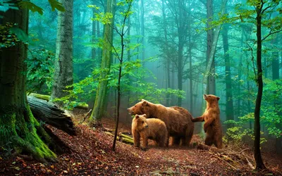 Картинка Три медведя в лесу HD фото, обои для рабочего стола