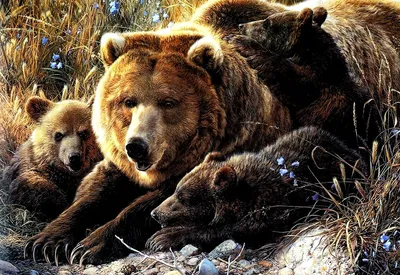 Бурый Медведь, Нести, Медведь Гризли - заставка на рабочий стол, 1440x900 |  ТОП Бесплатные Скачать картинки