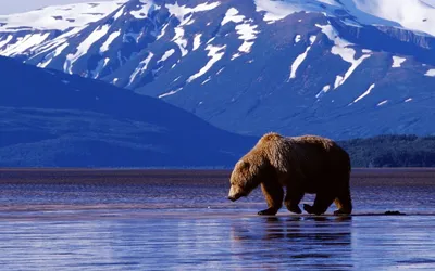 Медведь на фоне снежных гор и глади воды - обои на рабочий стол