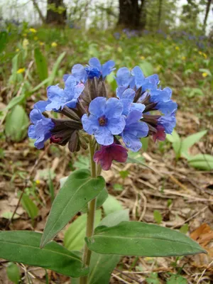 Весенний вальс цветов в Заповедном парке | Сибирский ботанический сад