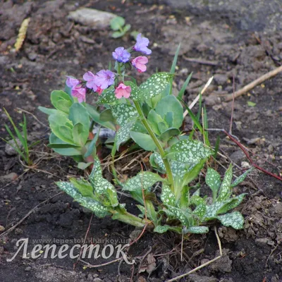 Медуница лекарственная и другие виды - Садовые цветы - Лепесток -  Любительское цветоводство