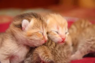 15 фото маленьких котят, которые не оставят шанса плохому настроению