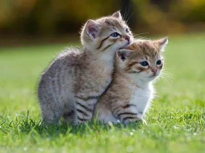 Двое маленьких котят, обои с кошками, картинки, фото 1600x1200