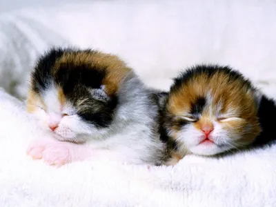 Мильбемакс антигельминтик для котят и маленьких кошек, 2 табл.