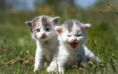 Забавы маленьких котят, обои с кошками, картинки, фото 1024x768