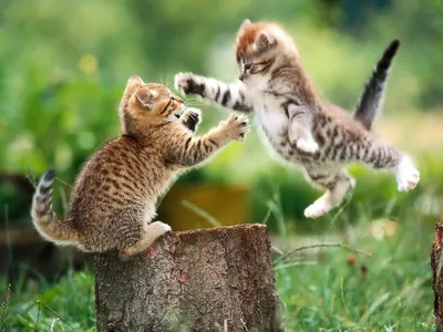 Как приучить взрослых кошек и маленьких котят к лотку | Ветеринар | Пульс  Mail.ru