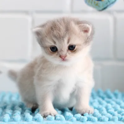 Мильпро КЭТ антигельминтик для кошек маленьких пород и котят весом от 0,5  до 2 кг уп. 4 таблетки (1 уп) — купить в интернет-магазине по низкой цене  на Яндекс Маркете