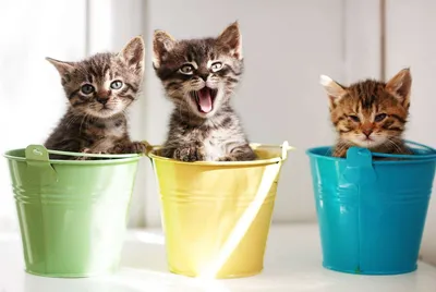 Мильбемакс антигельминтик для котят и маленьких кошек (1 таб на 1-2 кг)  купить в Санкт-Петербурге