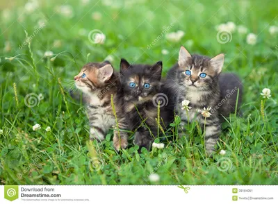 Фото котят. Картинки маленьких котят. Более 150 милых фото. (162 шт.)