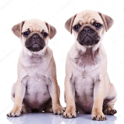 Два милых щенка стоковое фото ©feedough 10184992