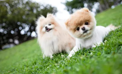 Самые милые породы собак в мире: фото, названия, описание и цены