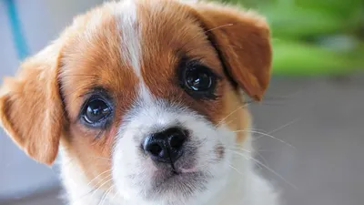 Милые и беззащитные: топ-6 самых маленьких собак