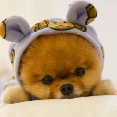 милая собака с, милые картинки собак, мода щенка png | PNGEgg