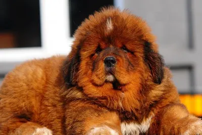 22 милых фото собак в их день рождения, которые вас позабавят »  BigPicture.ru