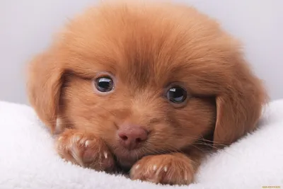 17 смешных и милых фото собак, которые помогут забыть обо всех проблемах