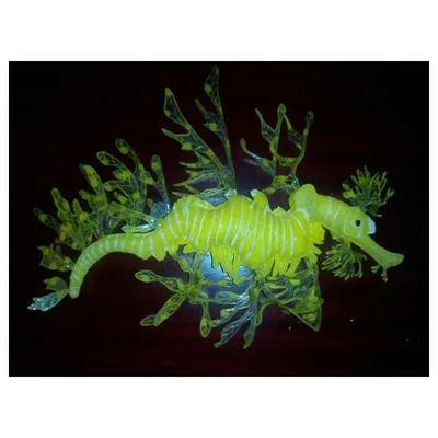 Cute cartoon Sea horse isolated. Seahorse and algae on a white... | Морской  конёк, Морская иллюстрация, Рисунки