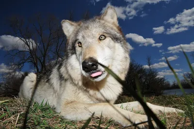 Ученые впервые отследили волка, сбежавшего из Чернобыльской зоны отчуждения  | 07.10.2022, ИноСМИ